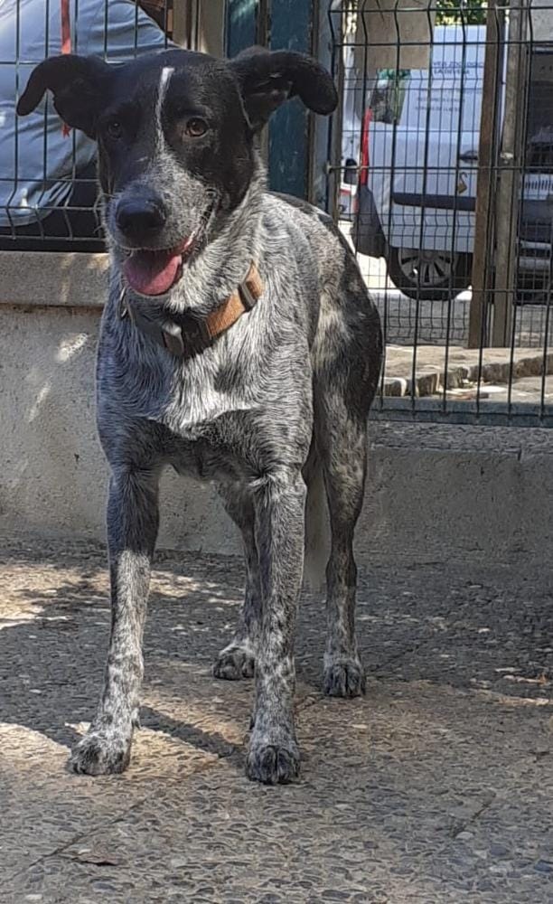 231-Remi (2201)